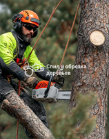 Удаление пней в Коломне